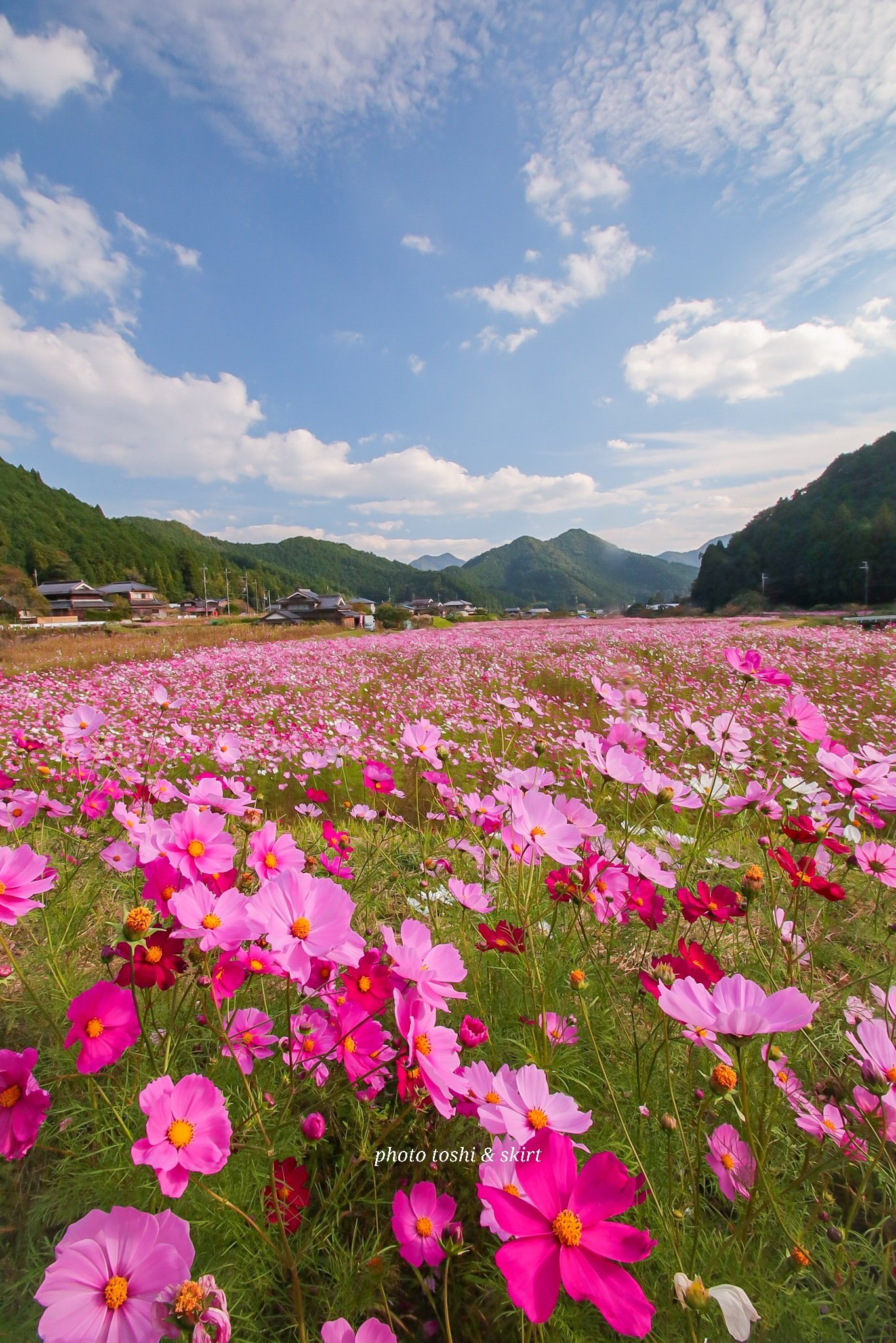Toshi 清住コスモス畑 前編 丹波市の山間の里 満開のコスモス畑が綺麗でした コロナのせいで今年は植えられてないのかと思っていましたが例年通り美しいコスモス畑を楽しむ事が出来ました 清住コスモス畑 コスモス 清住地区 丹波市 兵庫県