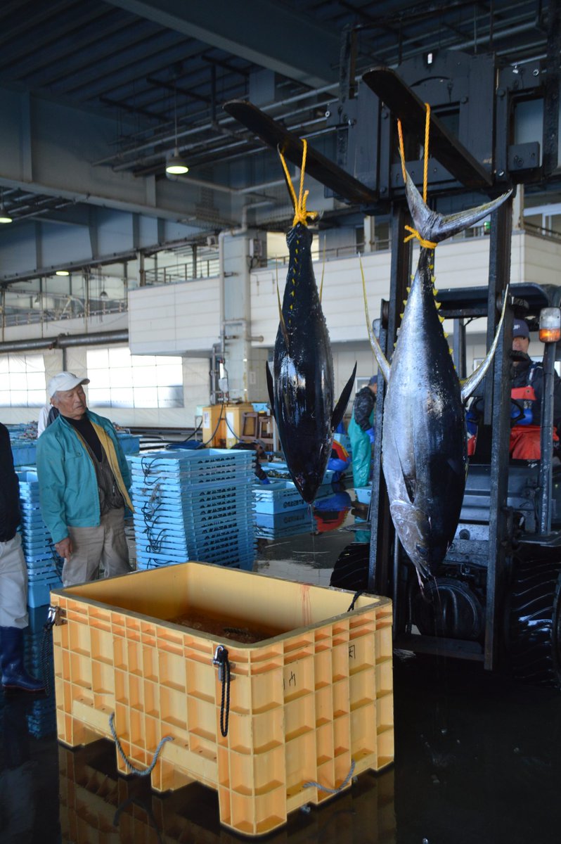 Kaku Q 三陸新報 気仙沼魚市場に２７日 定置網で漁獲されたキハダマグロが水揚げされた 定置に入った本マグロ クロマグロ が揚がることはあるがキハダは珍しい 魚市場職員によると 初めてではないかという T Co Srbef09bk5
