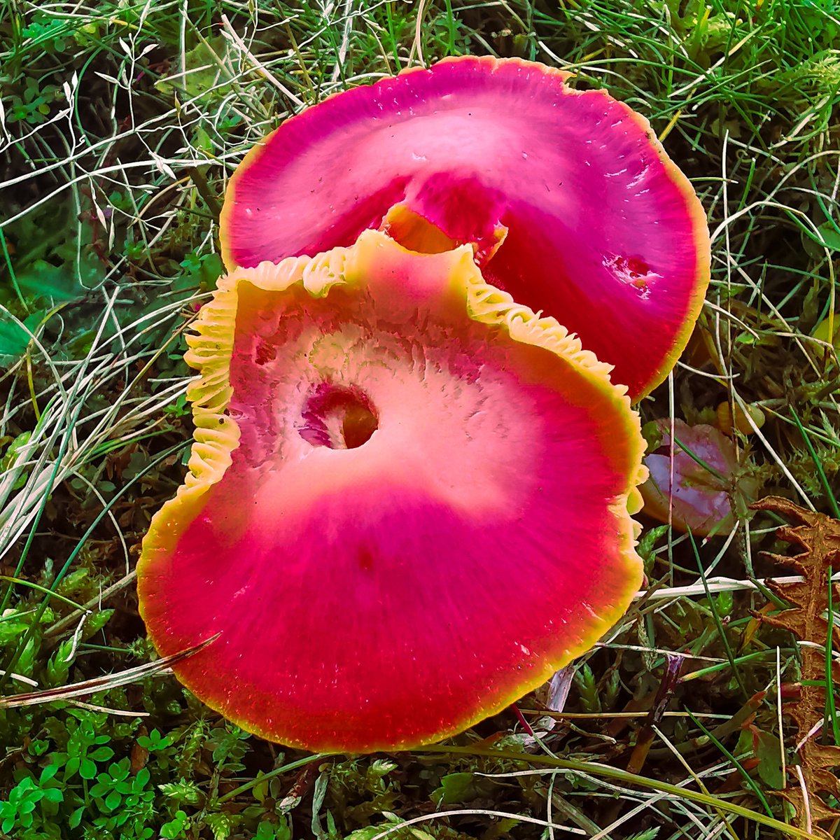 A picture for those mushroom lovers. #mushroom #mushrooms #mushroomhunting #mushroomphotography #mushroomsofinstagram #mushroomart #mushroomspotting #mushroomlove #mushroomlover #mushroomhunter #mushroomseason #mushroomhunters #nature #fungi #fungus #macro #capturedonhuawei