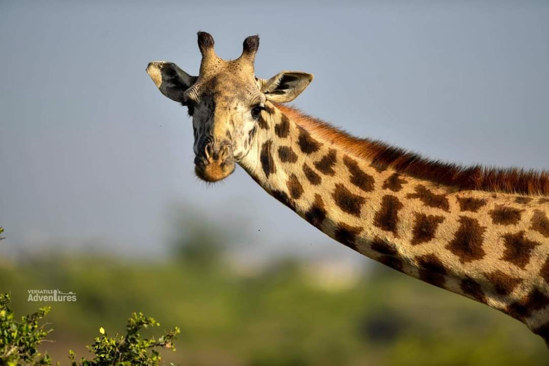 Did you know that giraffe is the only animal that can see color? #NairobiNationalPark . #IAmTheConservationGeneration #SpotSnapShare #VersatileAdventures