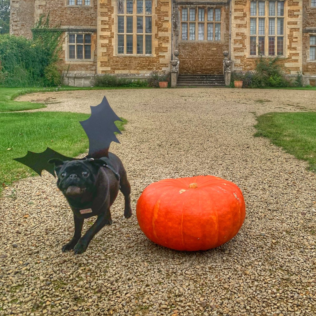 TheRebeccaRiots's tweet photo. Happy Halloween! Marple is feeling spooky today π»ππ¦ #dogsofthenationaltrust #ntpets https://t.co/n2IWn4efVc