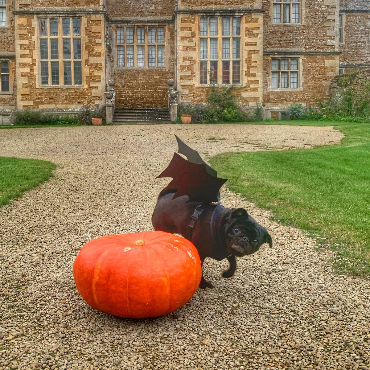 TheRebeccaRiots's tweet photo. Happy Halloween! Marple is feeling spooky today π»ππ¦ #dogsofthenationaltrust #ntpets https://t.co/n2IWn4efVc