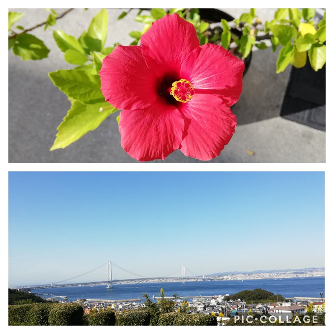 ハイビスカスのtwitterイラスト検索結果 古い順