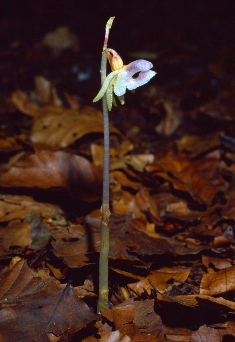 Today seems like a good day for a ghost story...The first Ghost Orchid to be recorded in Britain was found in July 1854 by Mrs Anderton Smith in Herefordshire. Not recognising it, she picked it, and it was sent away to be identified. (1/12)(This image, from 1978, c/o A.Wake)