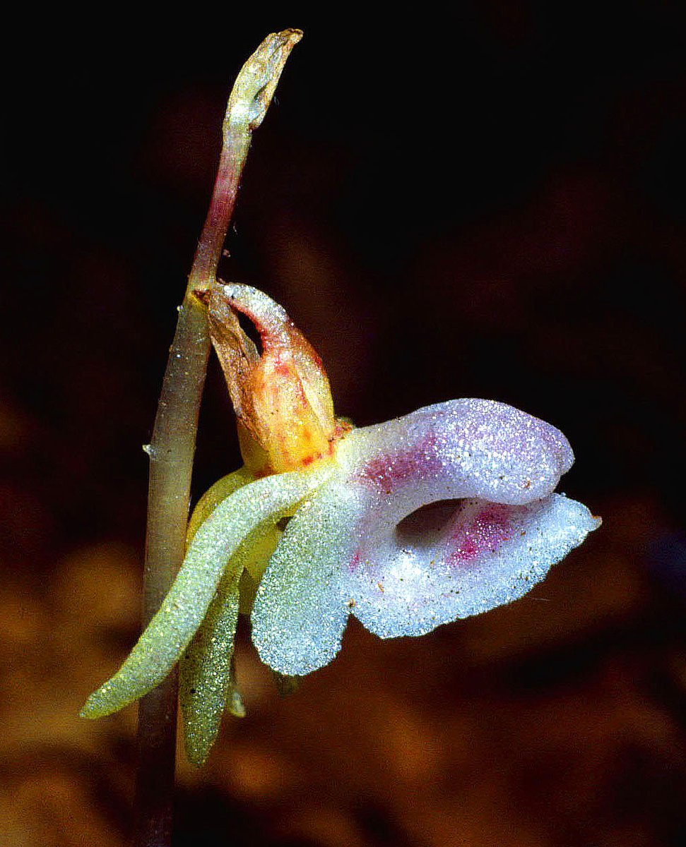 Today seems like a good day for a ghost story... The first Ghost Orchid to be recorded in Britain was found in July 1854 by Mrs Anderton Smith in Herefordshire. Not recognising it, she picked it, and it was sent away to be identified. (1/12) (This image, from 1978, c/o A.Wake)