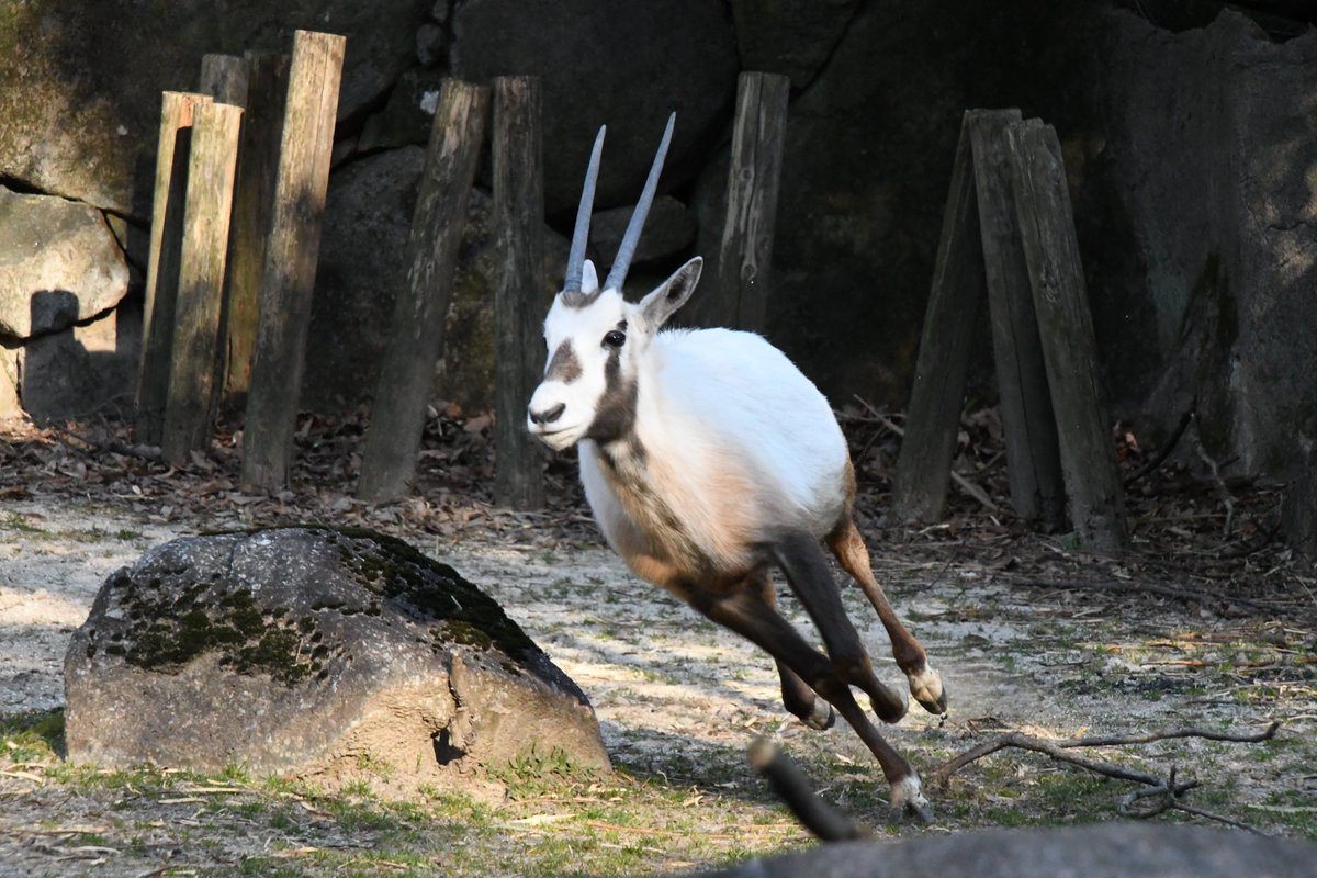 横浜市立金沢動物園 公式 無表情で走るんです 常に美しい表情を保つのがオリックスの美学 金沢動物園 アラビアアリックス 飼育員の推し写真展 華やか部隊 T Co Lqtdskljmt Twitter