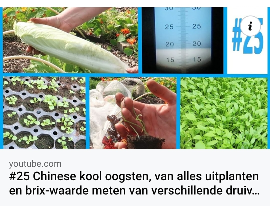Weekvlog 25. Chinese kool oogsten en ik heb mijn refractometer weer eens uit het stof gehaald.

#moestuin #volkstuin #allotment #refractometer #chinesekool #biologisch #moestuinmeisje #tuinieren #moestuinieren #debiologischemoestuin