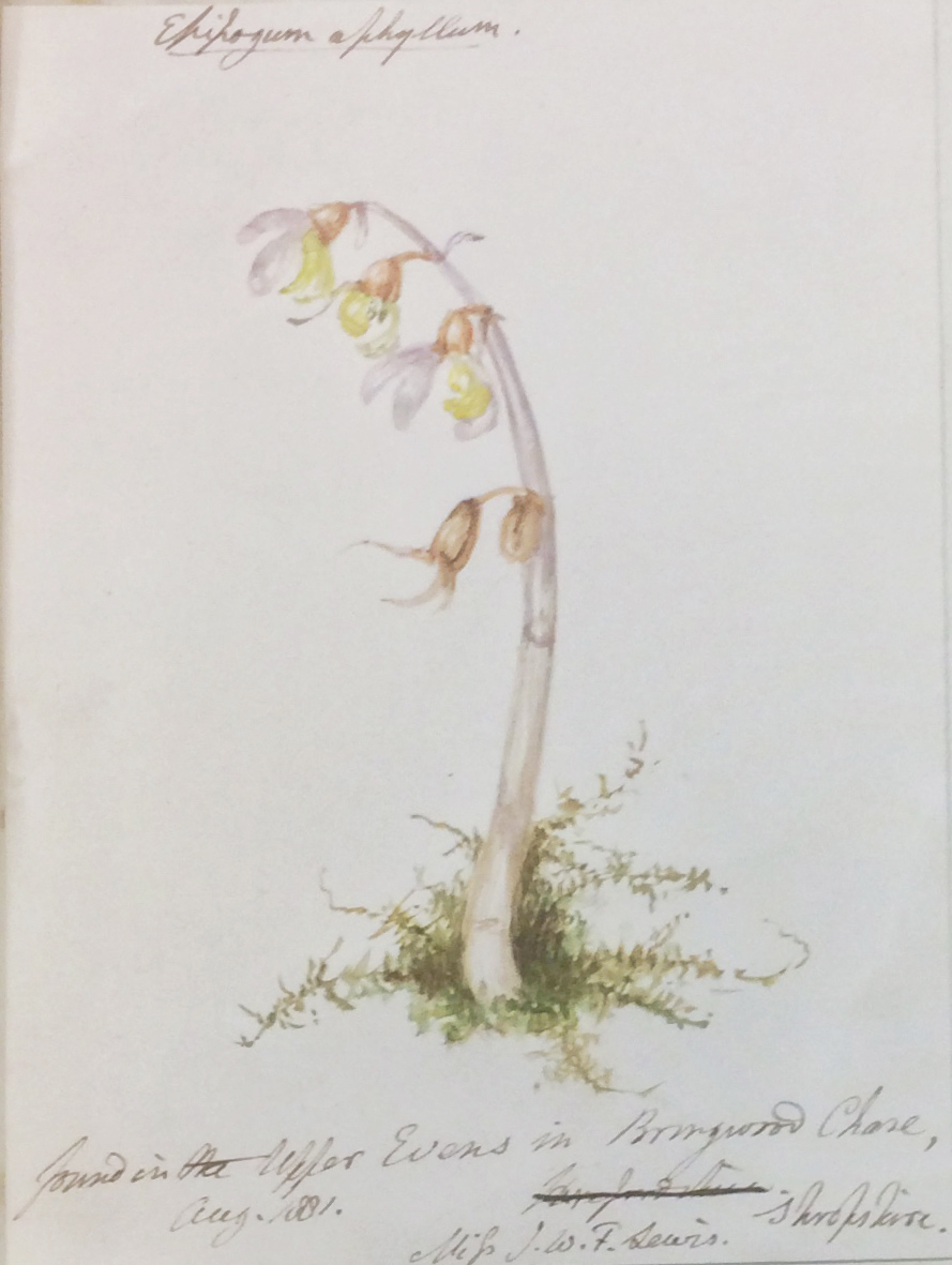Her husband returned to where she found it and, on finding "a considerable mass" of Ghost Orchids, he dug them up and planted them in their garden, where they died.Our next plant was found and picked in 1876 in Shropshire. At least it had its picture painted by Mary Lewis (2/12)
