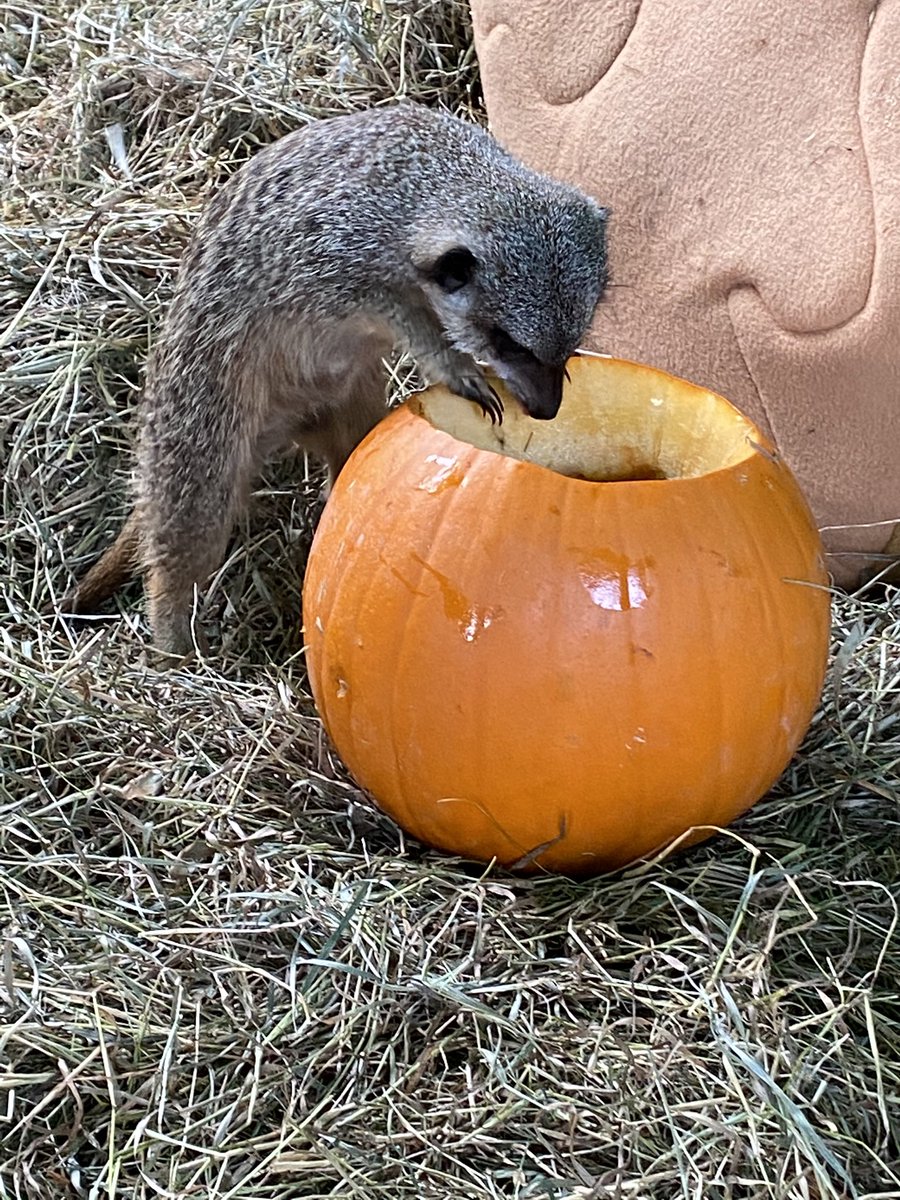 Happy Halloween from us all 👻🎃👻