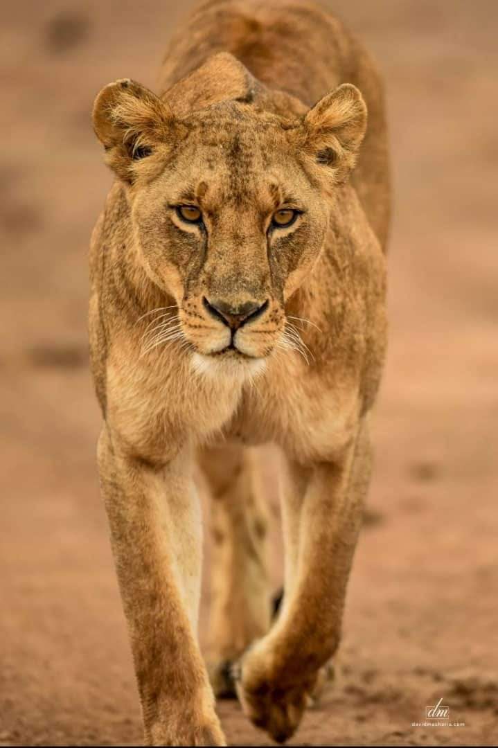 Did you know the female lion is the one that makes the kill? What more unique about the female lions... #NairobiNationalPark . #IAmTheConservationGeneration #SpotSnapShare #VersatileAdventures