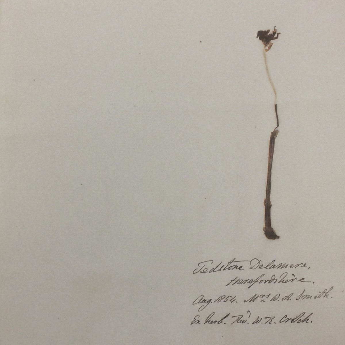 Many botanists back then had a herbarium, or collection of dried plant material; and many British Ghost Orchids through the 20th century ended up in them. This is the very first plant, that found in 1854 - more squashed sultana than beautiful flower, retained by  @CUHerb. (5/12)