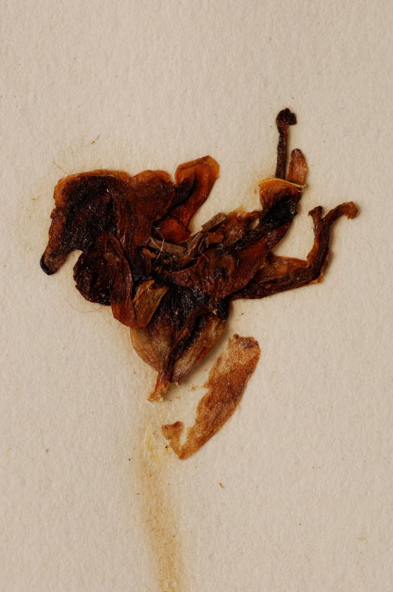 Many botanists back then had a herbarium, or collection of dried plant material; and many British Ghost Orchids through the 20th century ended up in them. This is the very first plant, that found in 1854 - more squashed sultana than beautiful flower, retained by  @CUHerb. (5/12)