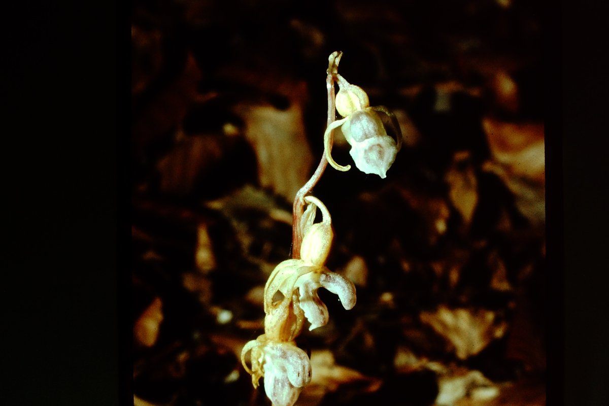 If you fancy reading the full, unabridged ghost (orchid) story, and many more besides, you'll find it in my  #OrchidSummer - available from all good bookshops and, as this is Halloween, from some wicked book retailers too. (11/12) (Image 1972 R.Pankhurst) https://www.amazon.co.uk/Orchid-Summer-Wildest-Flowers-British/dp/1408880946/ref=tmm_pap_swatch_0?_encoding=UTF8&qid=&sr=