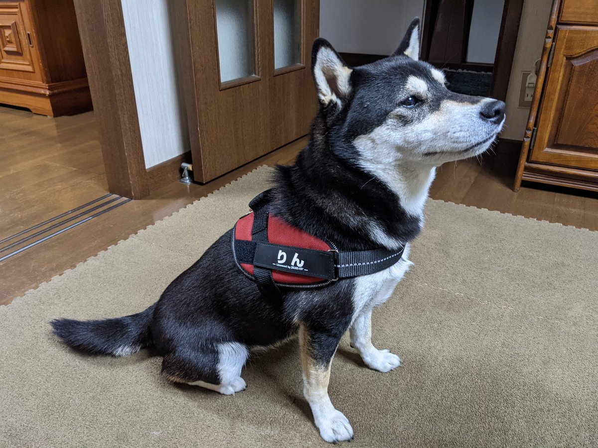 りんご郎 Shiba Inu Ringoro - YouTube