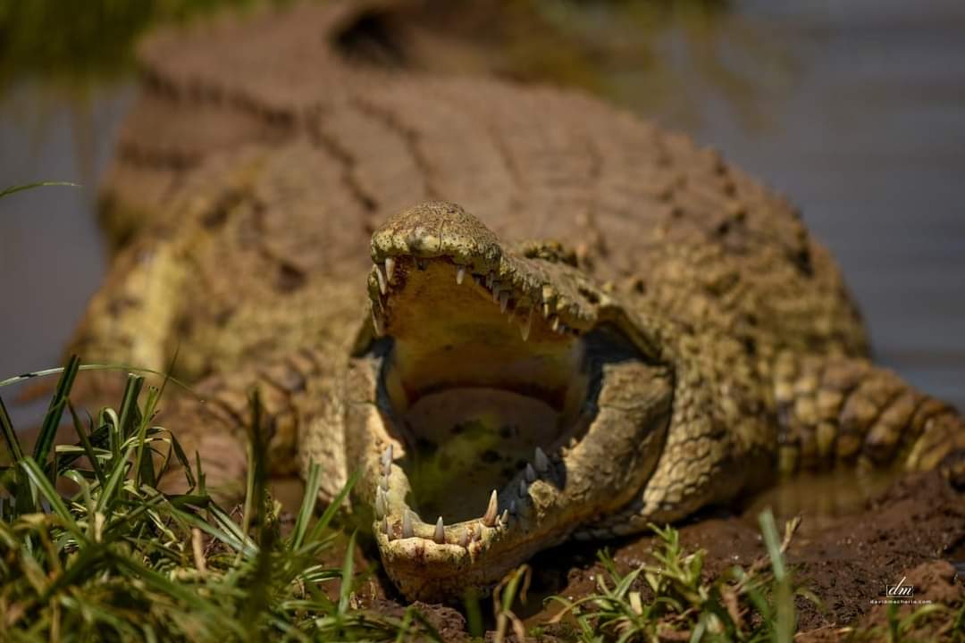 Fun fact about Crocodiles their tongues are not free, but held in place by a membrane that limits movement; as a result, crocodiles are unable to stick out their tongues. #SpotSnapShare #IamTheConservationGeneration @VersatileWildKe @kwskenya @ToskKenya