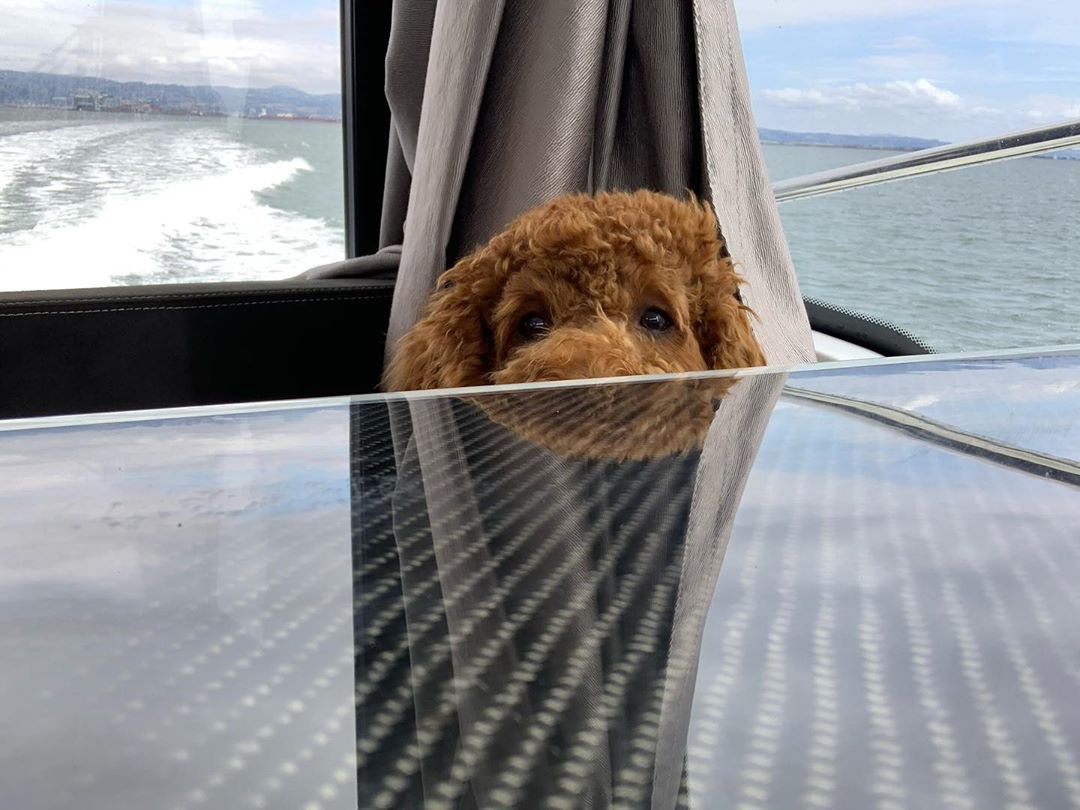 JeanneauAmerica's tweet photo. Peek-A-Boo 👻 🎃 @charlie_c.rawthedood #jeanneau #jeanneaupowerboats #jeanneaudogs #boatdogs #jeanneauowners #minigoldendoodle #bayarealiving #boatingSF #SFboating #nc895 #jeanneau895 #cabincruiser #halloween #peekaboo #boatlife https://t.co/vWRoNzHnkE