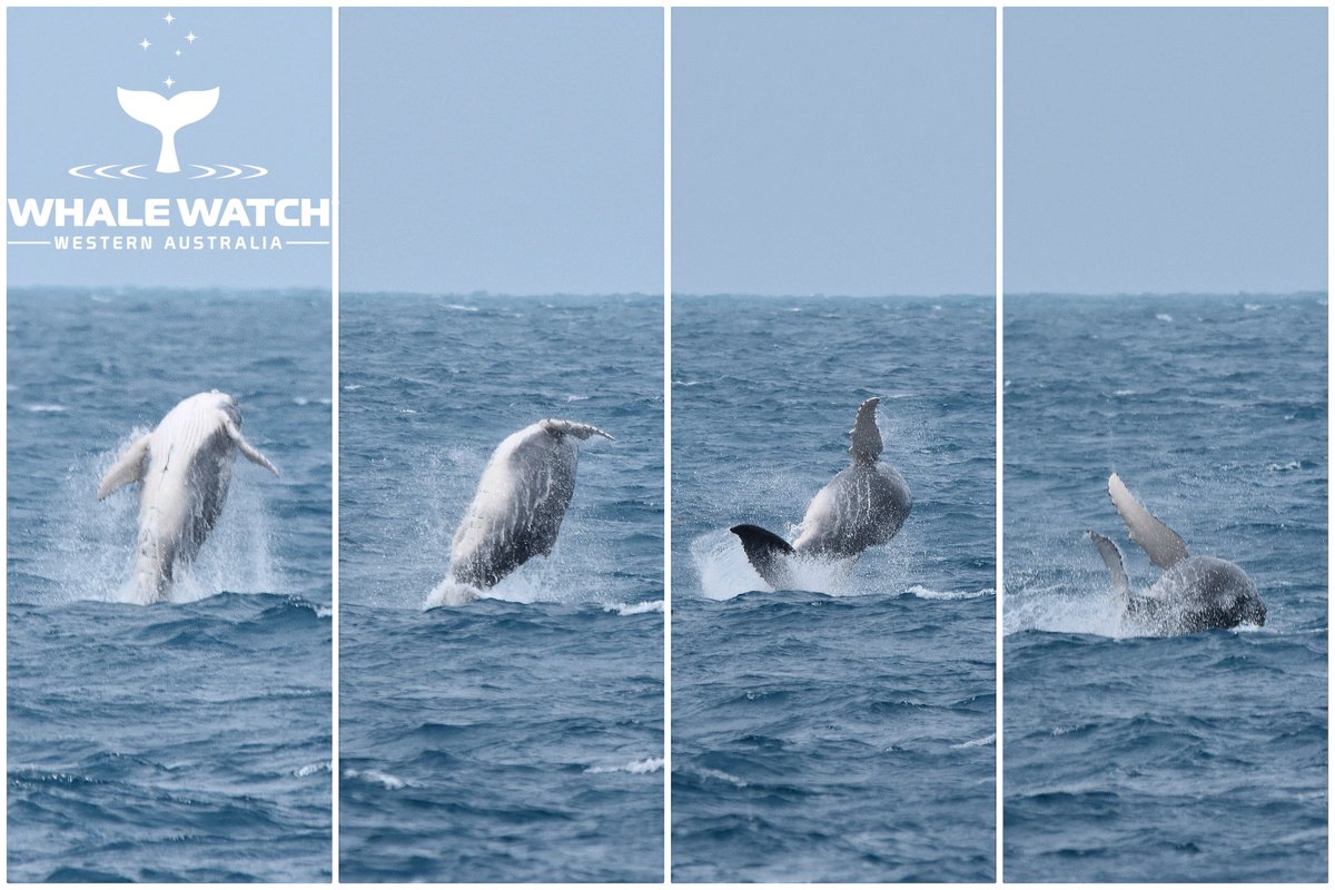 WhaleWatchWA's tweet photo. Breaching Humpback calves on the last day in October as beautiful baby breaching lit up the Indian Ocean as our calves decided it was time to get airborne!🐳💦 Check out The Daily Whale™➡️ https://t.co/hKCqdA3I53

#WhaleWatchWesternAustralia #JoinThePod https://t.co/HPVHZuf52H