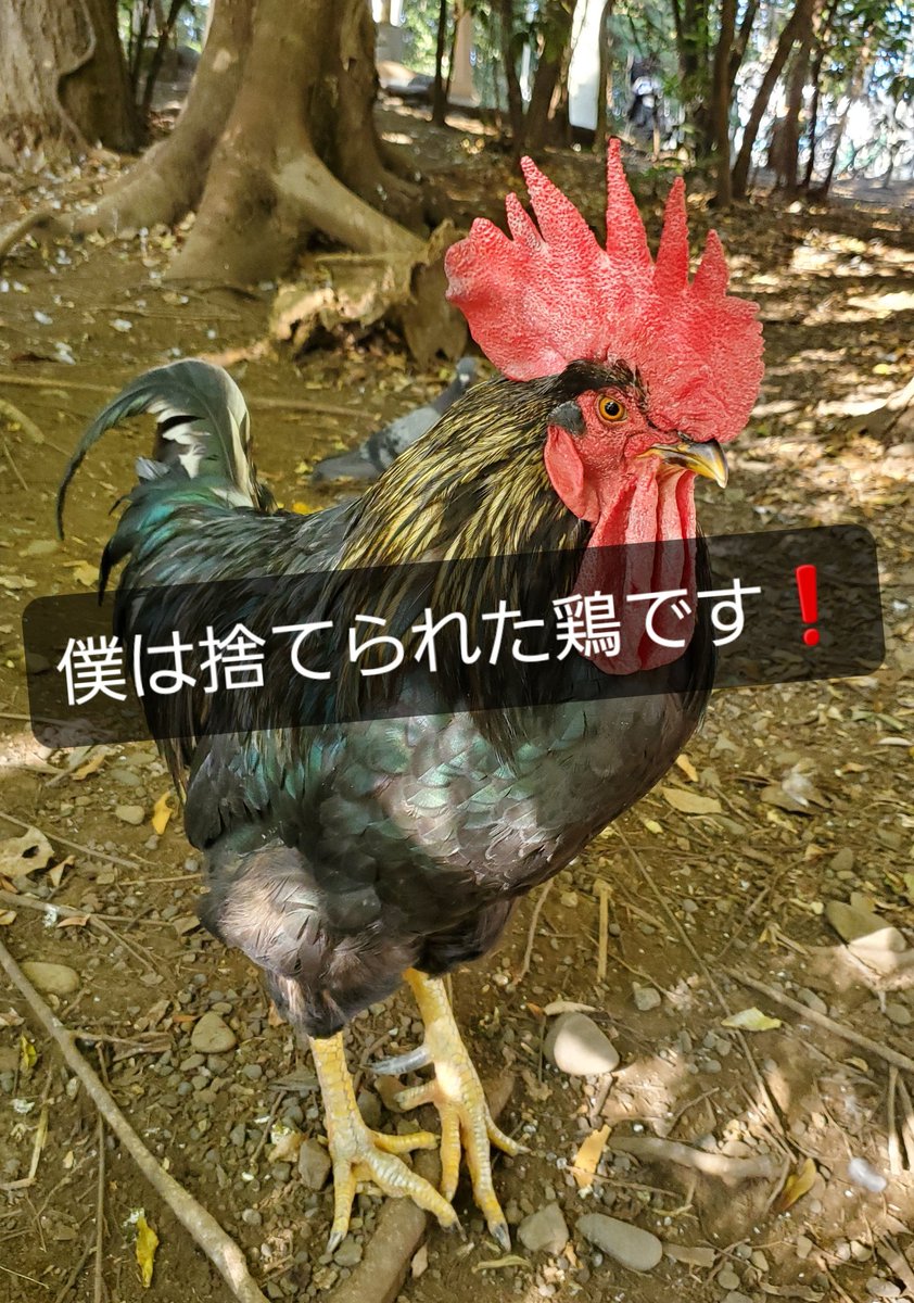 コッコ 今日は受験を控えた親子連れが多く参拝に来ていた やたらと ヒカル の写真を撮る人が多いので理由を聞いたら 谷保天満宮 にいる黒い鶏を待受画面にすると合格する という噂が流れているらしい 鶏頼みして合格したのは あなたの努力の成果 黒い コッコ 今日は受験を控えた親子連れが多く参拝に来ていた やたらと ヒカル の写真を撮る人が多いので理由を聞いたら 谷保天満宮 にいる黒い鶏を待受画面にすると合格する という噂が流れているらしい 鶏頼みして合格したのは あなたの努力の成果 黒い