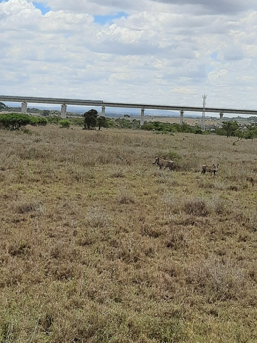 LynAshyl's tweet photo. The warthogs have a very short memory span

@kwskenya 
#SpotSnapShare 
#IamTheConservationGeneration https://t.co/89OGodCc8I