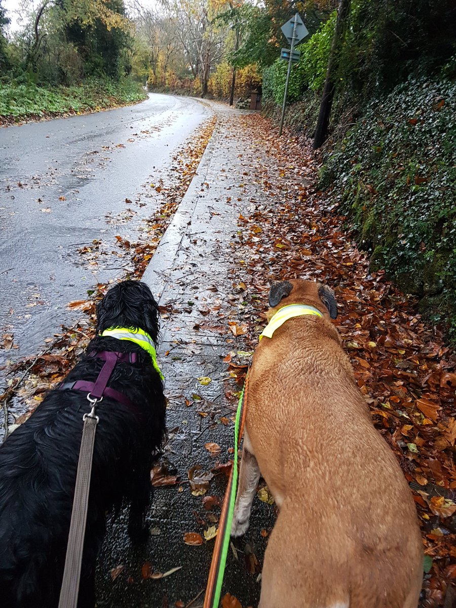 jellybug_27's tweet photo. We got out for our walk this morning and didn't end up in Oz!! Soaked but happy pups...🐶🍂🍁🐶🌪⛆🌧🌬
#stormaiden #abitwindy #rain #leavesblowing #autumn #halloween #notasbadasithought #backtothecouch #needexcercise #happypupshappylife https://t.co/ZfaHosPkZg
