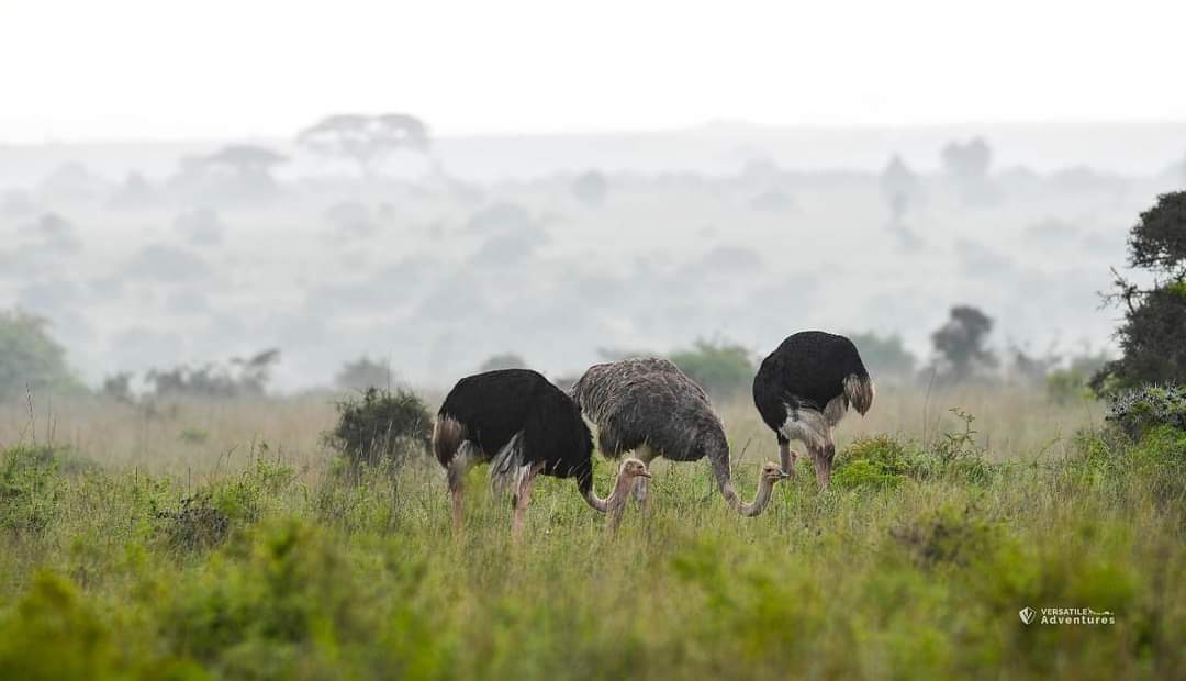 Did you know the male ostrich guards the eggs at night and the female during the day. Team work at it's best. The male is dark in color hence easy camouflage. #SpotSnapShare #IamTheConservationGeneration #NairobiNationalPark @kwskenya @ToskKenya