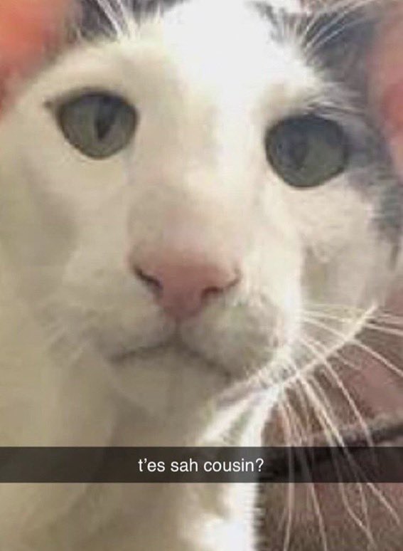 Video Downloader Bot tweet media