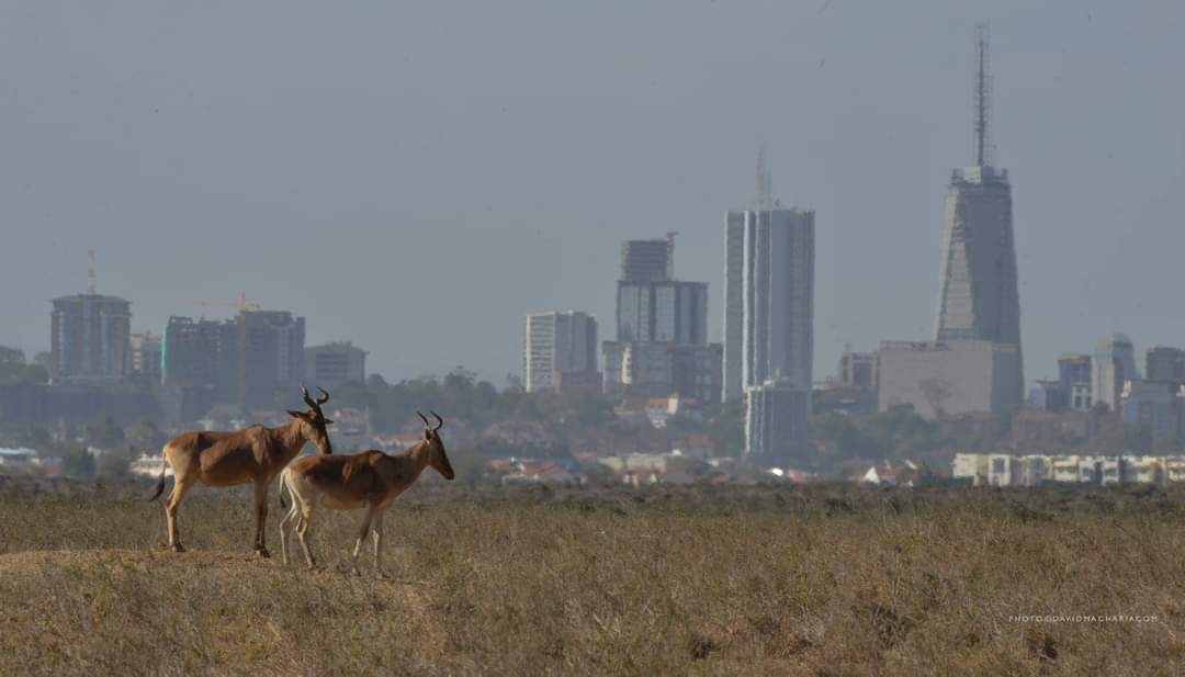 How many animals do you know in antelope family?? #NairobiNationalPark . #IAmTheConservationGeneration #SpotSnapShare #VersatileAdventures