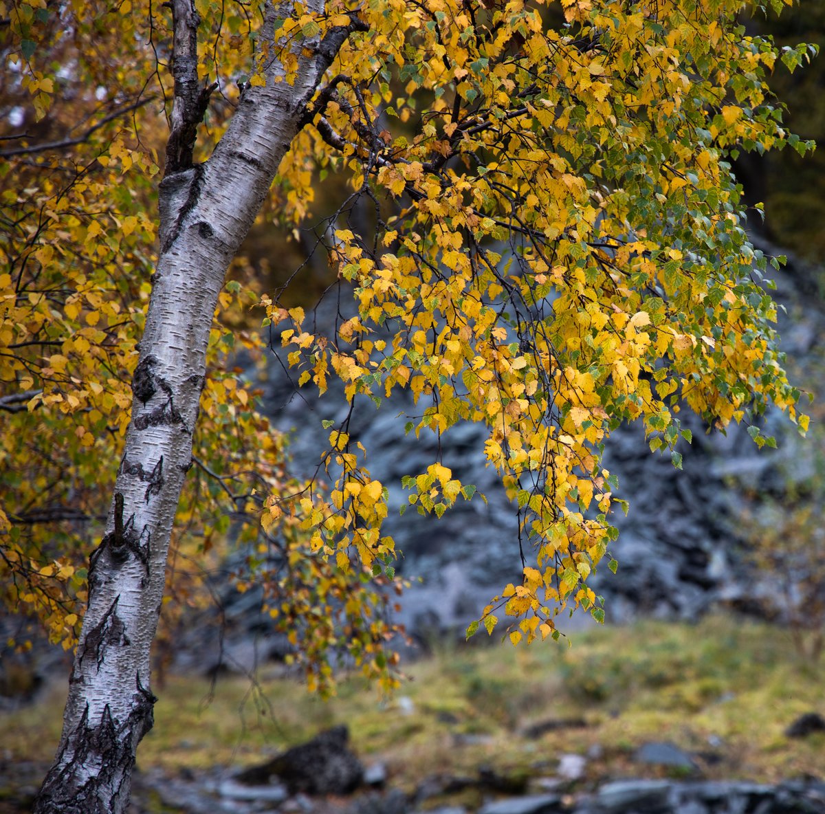 kris_brn_photo's tweet photo. The silver birches are so beautiful at this time of the year as the golden touch of autumn spreads out across their limbs.

#hodgeclose #lakedistrict #lakedistrictnationalpark #autumnwatch https://t.co/miH45LjXuJ