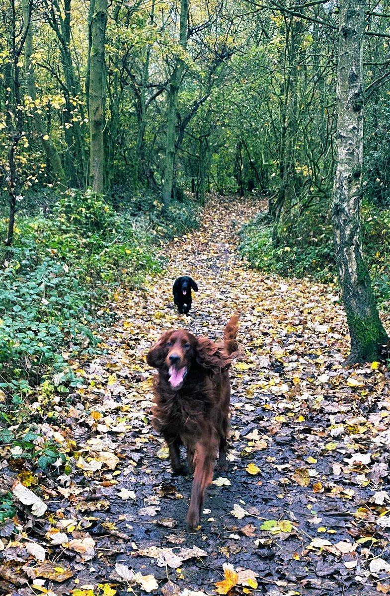 Fresh and muddy start to Halloween this morning 🎃