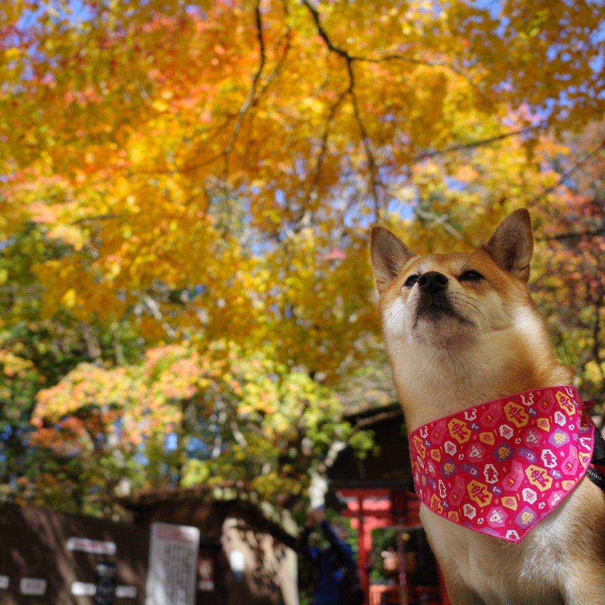 さくらと金剛山
2020年10月31日
山頂
紅葉だね〜🍁🍁🍁
いいお天気でした☀️☀️☀️
今日もみんなにナデナデしてもらったよ〜🐕🌸💕
#柴犬 #金剛山 #山登り
https://t.co/LnSIu6Silz https://t.co/NRlBXmQhzS