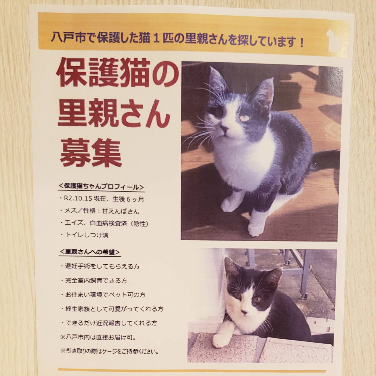 猫処 またたび亭 里親募集のお知らせ 一般 拡散のご協力お願いいたしますm M 八戸市 ハチワレちゃん 現在6ヶ月のメス猫ちゃんです 詳しくは画像をご覧ください お問い合わせは猫処またたび亭まで 0178 32 0032 よろしくお願いいたします