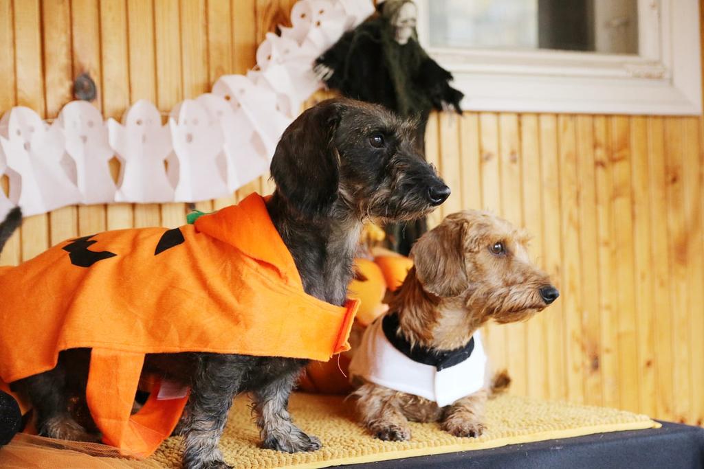 HelgaHeide's tweet photo. Happy Halloween! #dachshund #wirehaireddachshund  photo:Alina Sillanpää https://t.co/w9V03XKZNh