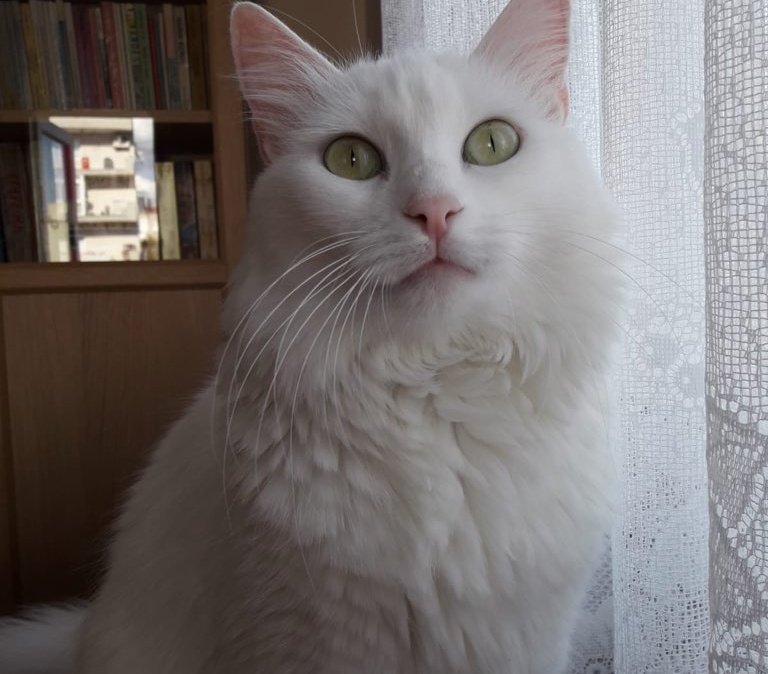 dunyadahh's tweet image. KAYIP ve YARALI🐈! Leylim deprem esnasında 4. kattan atlayıp betona düştü ve o esnada çevredeki panik ve kaostan ötürü can havliyle yaralı halde kaçtı. Bayraklı/Manavkuyu 275/4 sokak. Gören ya da bulanların @OnurPala ile iletişime geçmelerini rica ediyoruz. #izmir #izmirdeprem