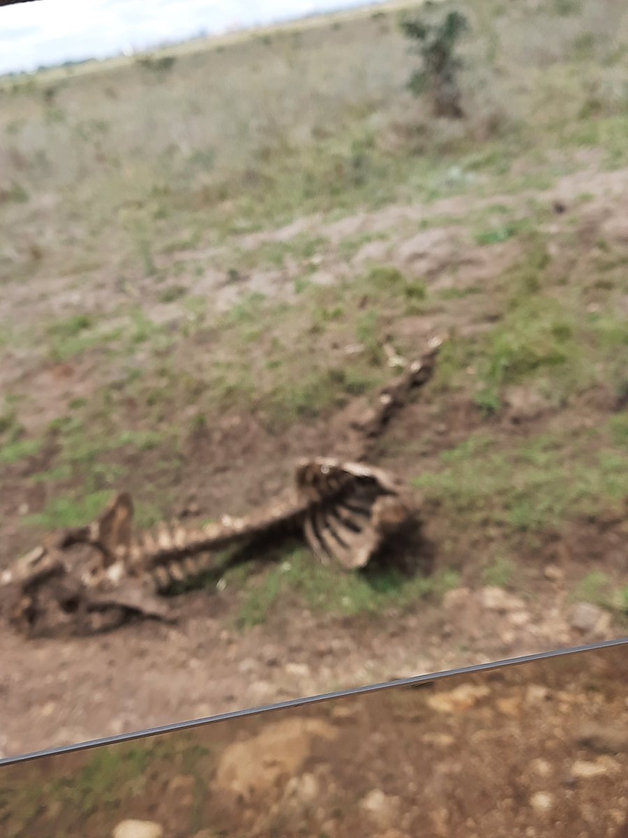 LynAshyl's tweet photo. Skeleton of a giraffe was killed by lions
Lions are bad ass they hunt giraffes for food😂😂😂
@kwskenya 
#SpotSnapShare 
#IamTheConservationGeneration 
#WorldCitiesDay 
#wildlifeconservation https://t.co/YiW8ZfC4of