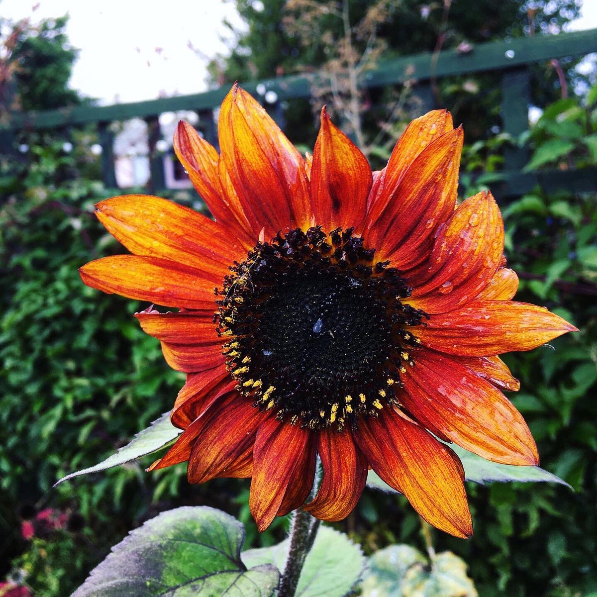 36000Humans's tweet image. Over the spring and summer of this year we have invited people to grow sunflowers in memory of those who have lost their lives seeking refuge.
These last sunflowers of the season are sadly for a family who only this week died while trying to reach safety in the UK.
#SafePassage