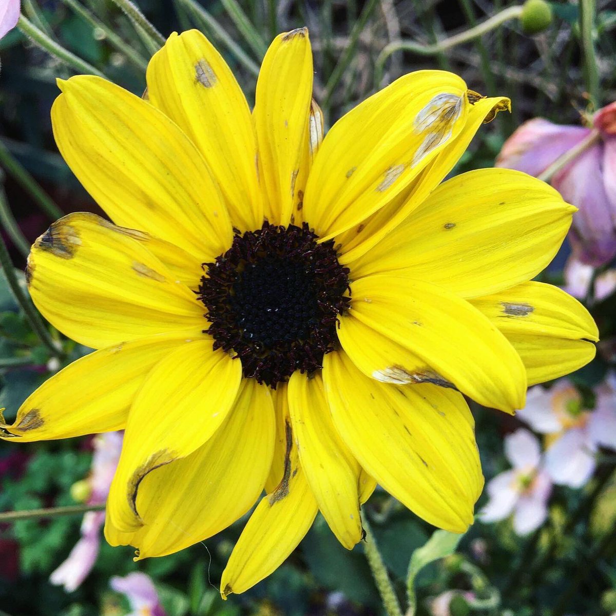 36000Humans's tweet image. Over the spring and summer of this year we have invited people to grow sunflowers in memory of those who have lost their lives seeking refuge.
These last sunflowers of the season are sadly for a family who only this week died while trying to reach safety in the UK.
#SafePassage