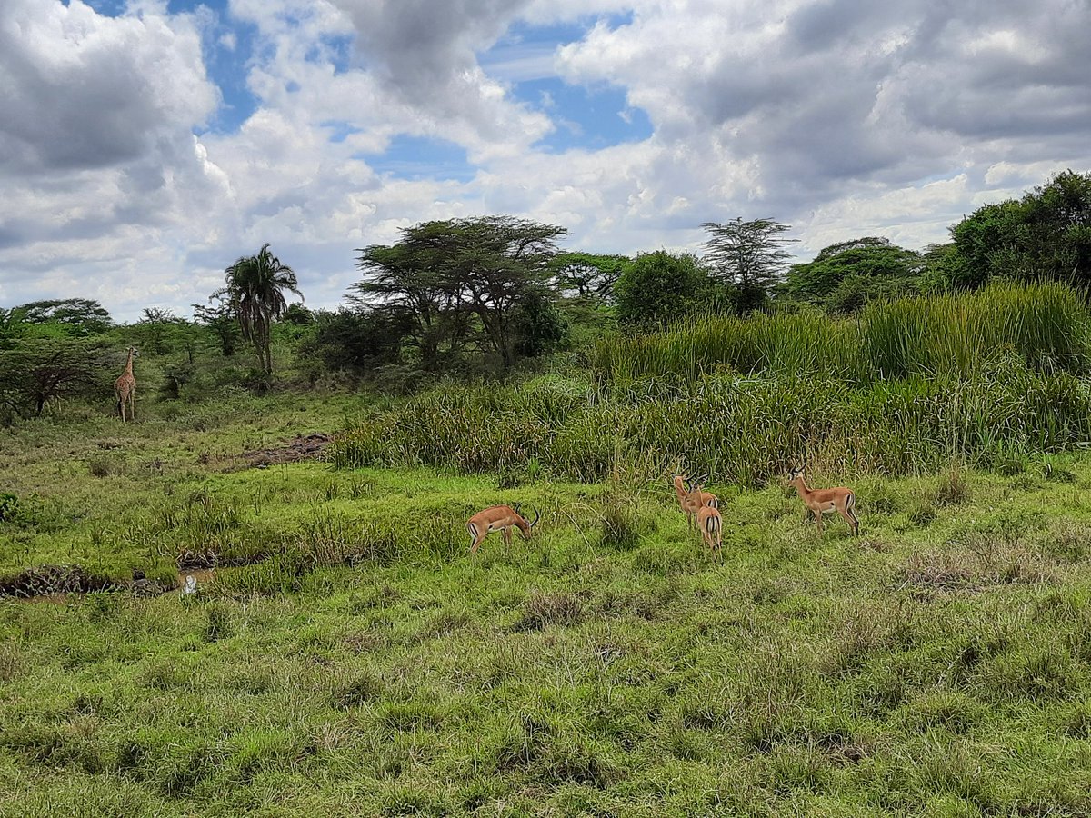 In the wild they live peacefully together😍 @kwskenya #SpotSnapShare #IamTheConservationGeneration