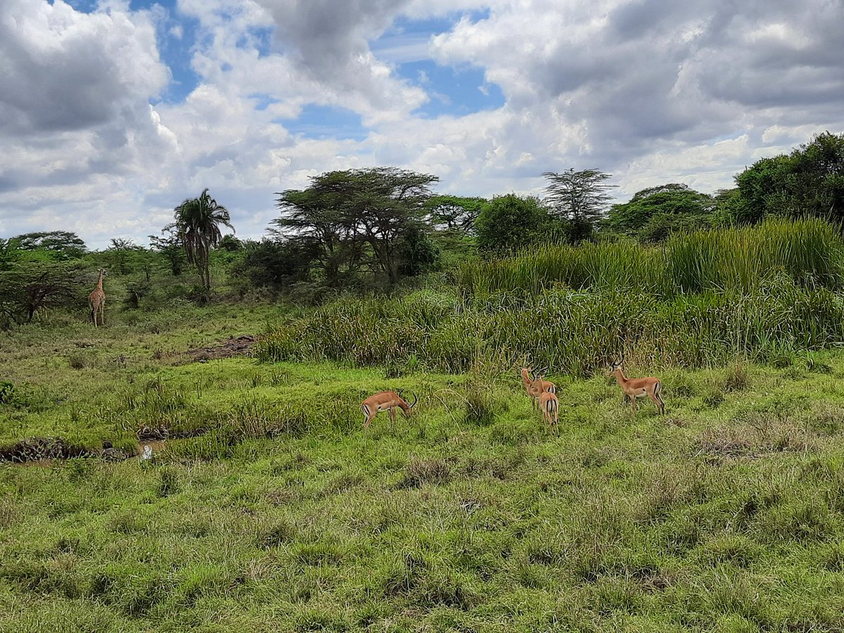 LynAshyl's tweet photo. In the wild they live peacefully together😍
@kwskenya 
#SpotSnapShare 
#IamTheConservationGeneration https://t.co/DBpZCJzO2o