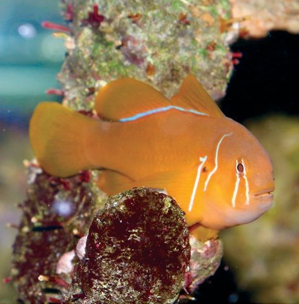 TFHmagazine's tweet photo. This goby dresses up as a clown every year...and he's as popular as ever. Happy #Halloween! 🎃 [Photo: Olcay Gulsever/Shutterstock.com]

#halloween2020 #clowngoby #fishhumor #gobyfish https://t.co/YgpFBATPTg