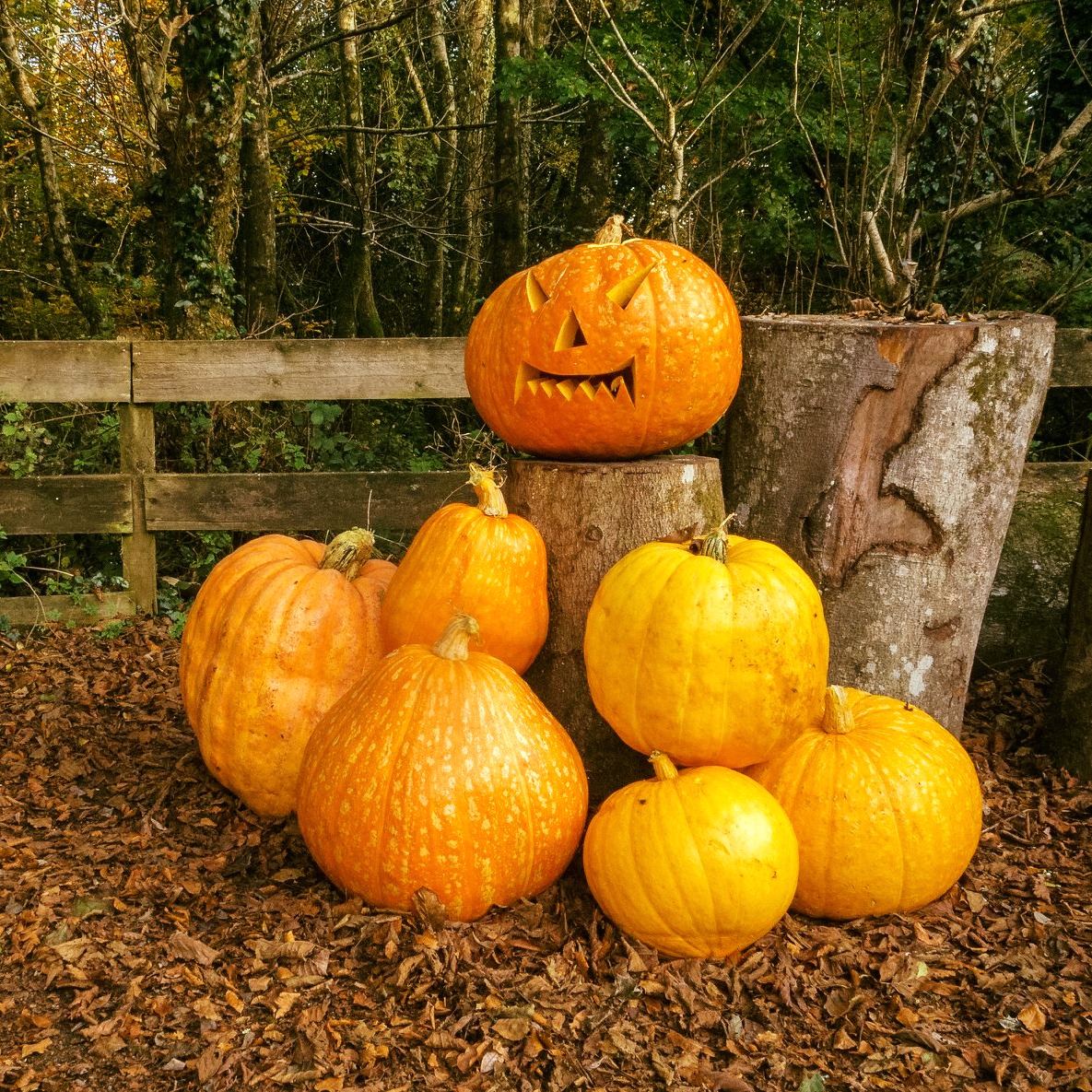 Happy #Halloween from South West Holidays! Whatever you're doing to celebrate, we hope you have a spooktacular time! 🎃👻