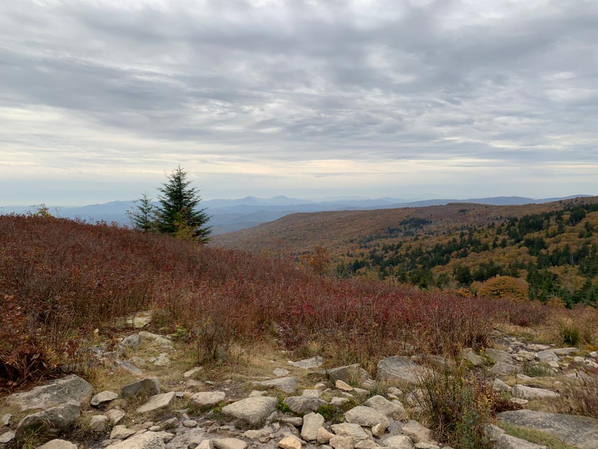 Happy Halloween!  Read our Fall edition of The Pollinator: News from the Virginia Master Naturalist Program. conta.cc/3oGWIlI