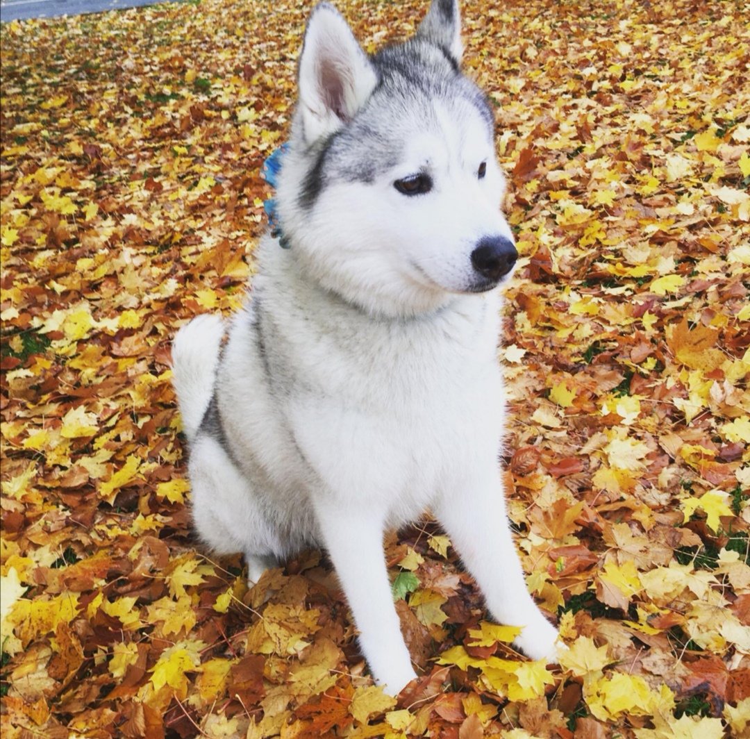 HuskyMax1's tweet photo. I love the autumn leaves #dogsoftwitter #Dog #cutedog https://t.co/squeCsYFZa