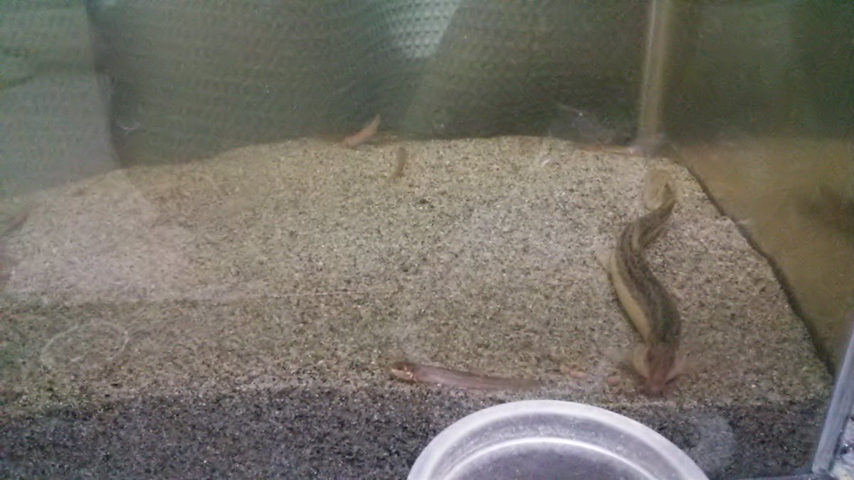ヨヌツッ Dasd Kurairo ようやくドジョウを水槽に投入できた 大きいのが1年くらいいる個体 冬になったのでヒーターも付けてる スジエビは低温平気だけどドジョウは冬眠しちゃうからね ヨヌツッ Dasd Kurairo ようやくドジョウを水槽に投入できた 大きいのが1年くらいいる個体 冬になったのでヒーターも付けてる スジエビは低温平気だけどドジョウは冬眠しちゃうからね