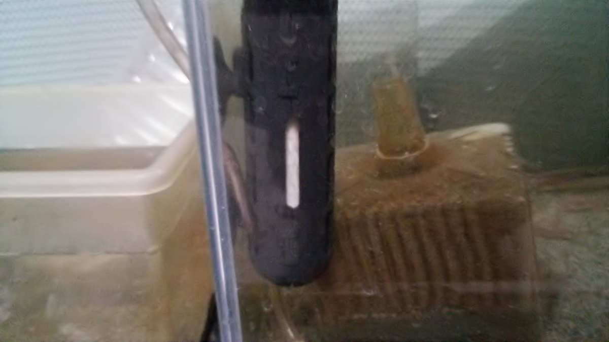 ヨヌツッ Dasd Kurairo ようやくドジョウを水槽に投入できた 大きいのが1年くらいいる個体 冬になったのでヒーターも付けてる スジエビは低温平気だけどドジョウは冬眠しちゃうからね ヨヌツッ Dasd Kurairo ようやくドジョウを水槽に投入できた 大きいのが1年くらいいる個体 冬になったのでヒーターも付けてる スジエビは低温平気だけどドジョウは冬眠しちゃうからね