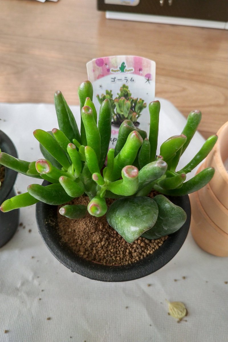 花月錦 花月錦