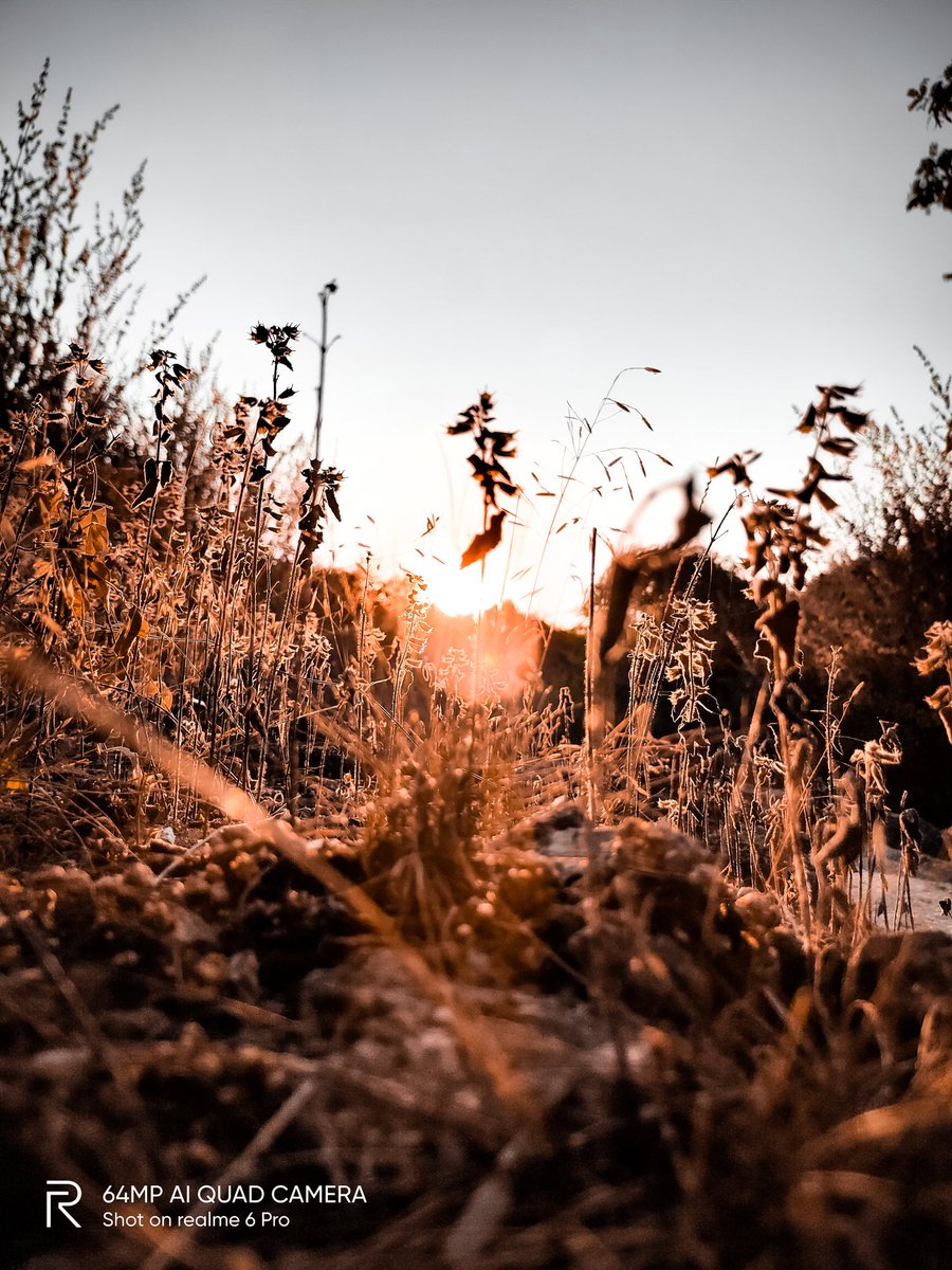 pixelsbyrishav's tweet image. Wandering! 

#shotonrealme #realme6pro @realmecareIN @realmemobiles @MadhavSheth1 @NeonVikash @FrancisRealme