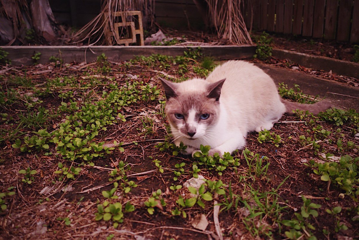 superdrivee's tweet photo. Farmer cat https://t.co/DqqBDj8JSC