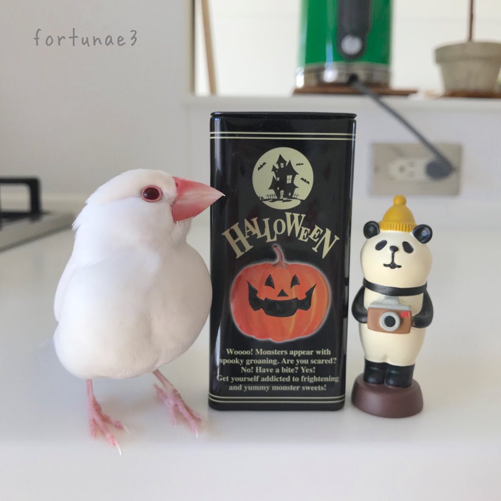 fortunae3's tweet photo. はやくおやつちょーだい‼️
#buncho #文鳥 #ハロウィン https://t.co/oWvSJ0ltEc