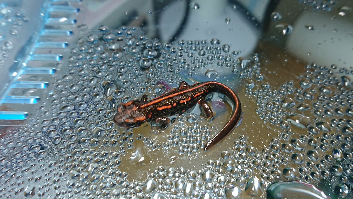 アマミシリケンイモリ Twitter Search