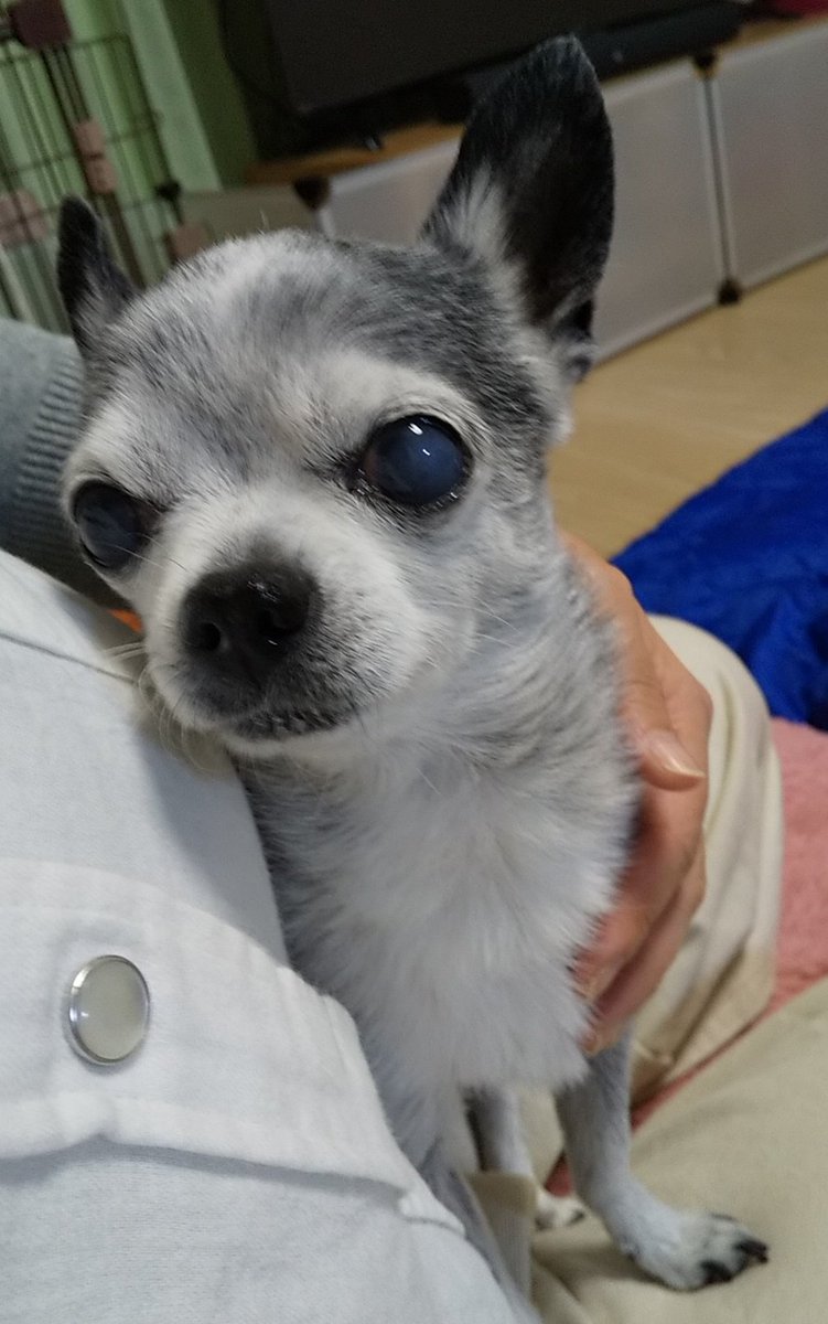 AlecTomoko's tweet photo. 甘えん坊～万歳！
＼(^o^)／お膝にピヨーンと乗ってくれることが嬉しくて嬉しくて、ヨダレが…違った頬が緩むの間違い(笑) https://t.co/xQ0Nol7ygi